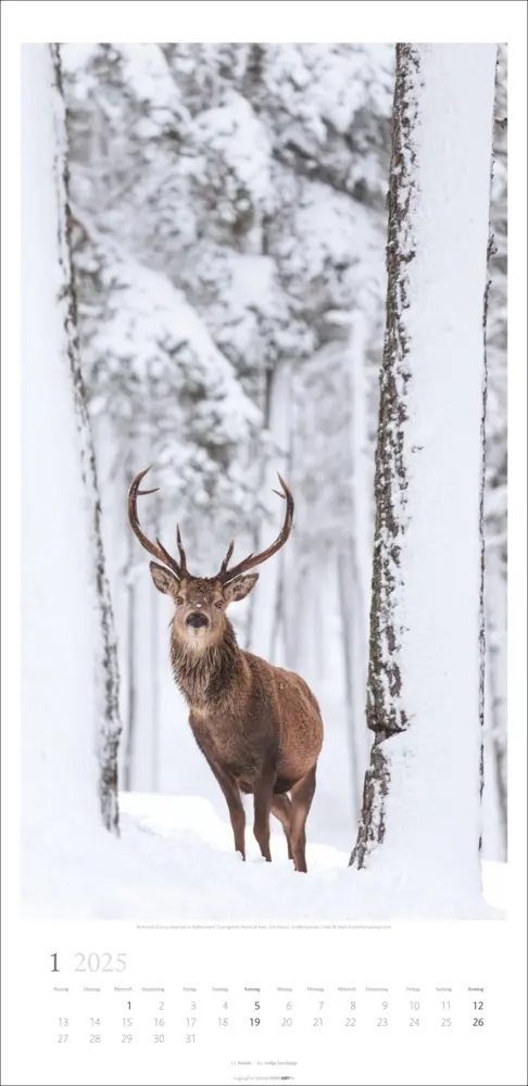 Bild: 9783839900598 | Im Wald Kalender 2025 | Kalender | Spiralbindung | Kalender | Deutsch