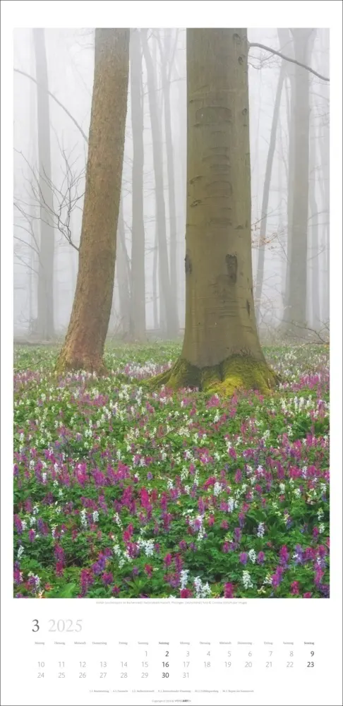 Bild: 9783839900598 | Im Wald Kalender 2025 | Kalender | Spiralbindung | Kalender | Deutsch