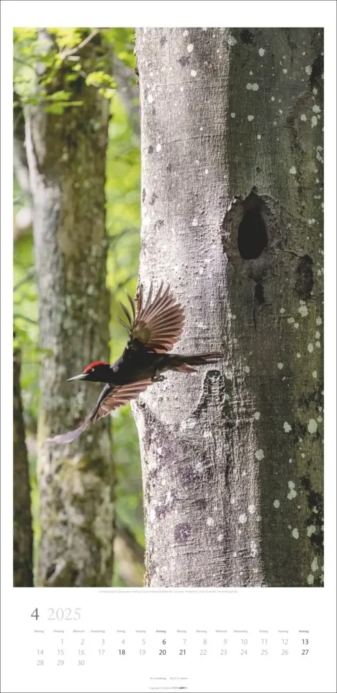 Bild: 9783839900598 | Im Wald Kalender 2025 | Kalender | Spiralbindung | Kalender | Deutsch