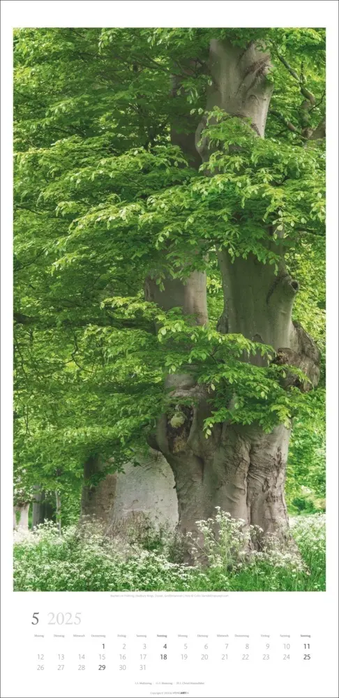 Bild: 9783839900598 | Im Wald Kalender 2025 | Kalender | Spiralbindung | Kalender | Deutsch