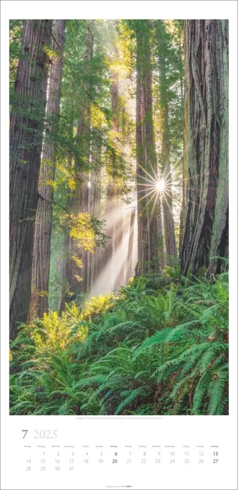 Bild: 9783839900598 | Im Wald Kalender 2025 | Kalender | Spiralbindung | Kalender | Deutsch
