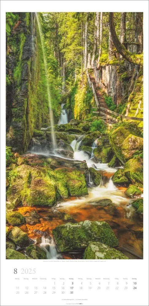 Bild: 9783839900598 | Im Wald Kalender 2025 | Kalender | Spiralbindung | Kalender | Deutsch