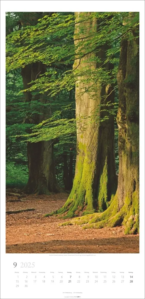 Bild: 9783839900598 | Im Wald Kalender 2025 | Kalender | Spiralbindung | Kalender | Deutsch