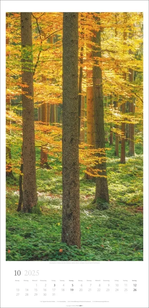 Bild: 9783839900598 | Im Wald Kalender 2025 | Kalender | Spiralbindung | Kalender | Deutsch