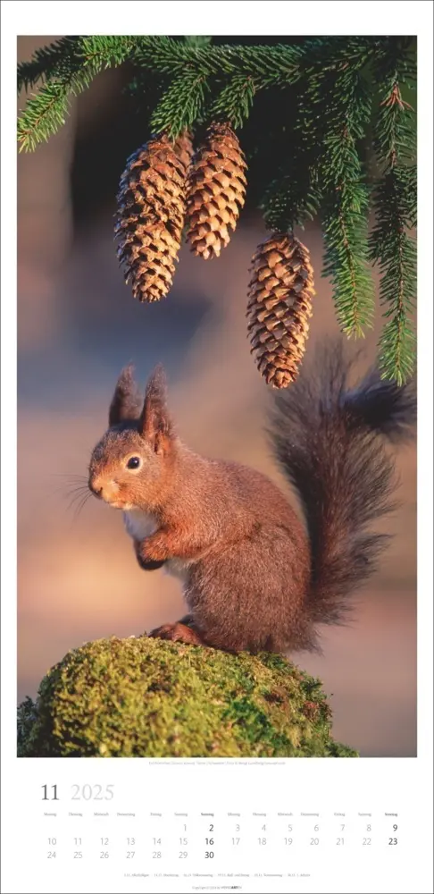 Bild: 9783839900598 | Im Wald Kalender 2025 | Kalender | Spiralbindung | Kalender | Deutsch