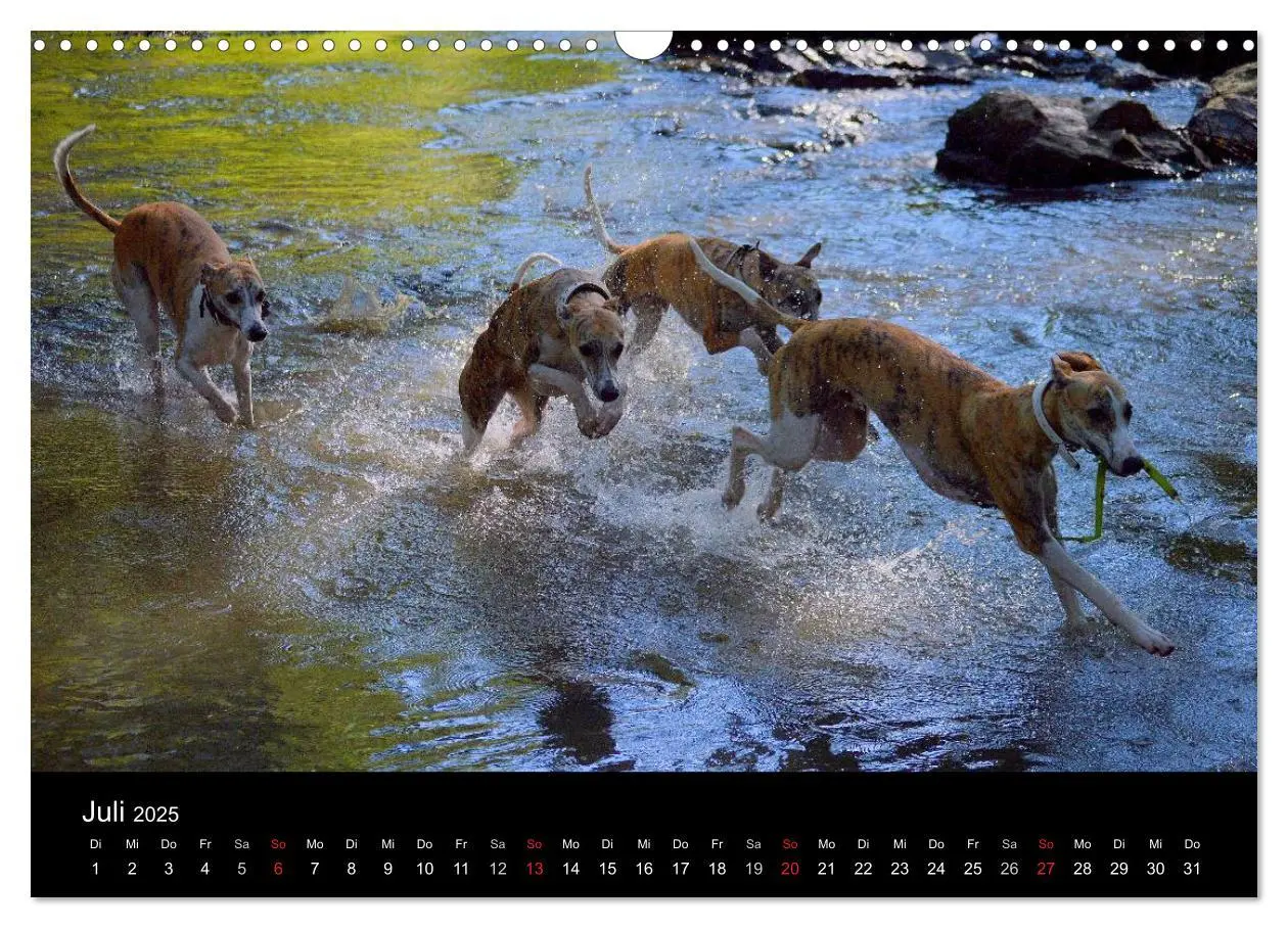 Bild: 9783435650798 | Whippet 2025 (Wandkalender 2025 DIN A3 quer), CALVENDO Monatskalender