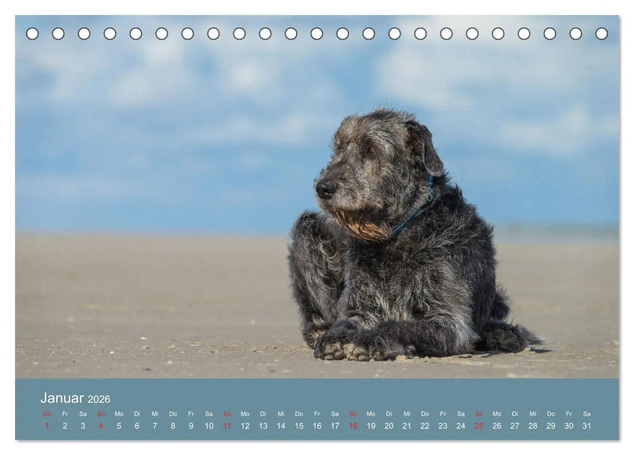 Bild: 9783457890998 | Irische Wolfshunde (Tischkalender 2026 DIN A5 quer), CALVENDO...