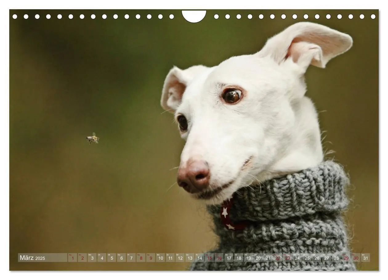 Bild: 9783435441198 | Zauberhafte Windhunde (Wandkalender 2025 DIN A4 quer), CALVENDO...
