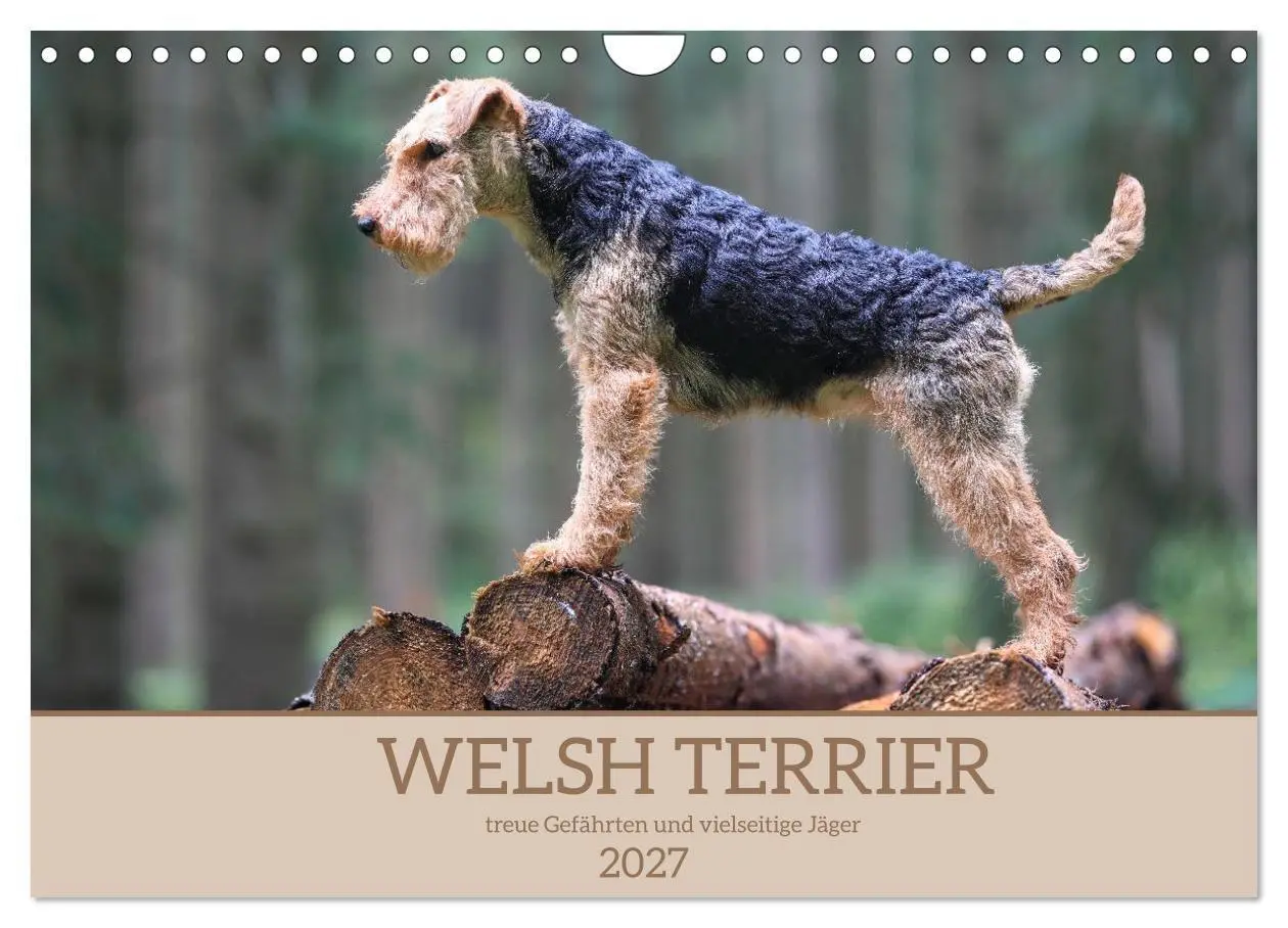 Cover: 9783594391198 | Welsh Terrier - treue Gefährten und vielseitige Jäger (Wandkalender...