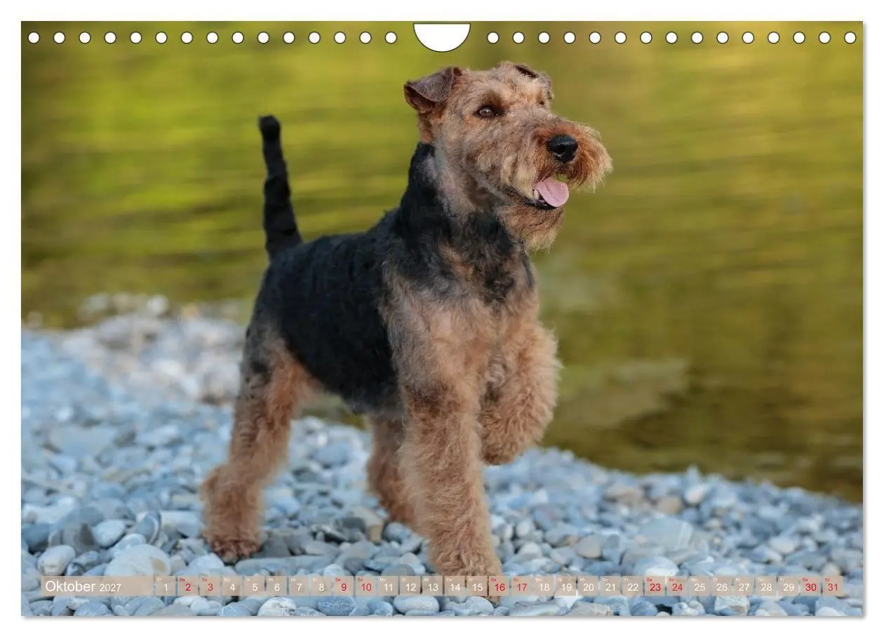 Bild: 9783594391198 | Welsh Terrier - treue Gefährten und vielseitige Jäger (Wandkalender...