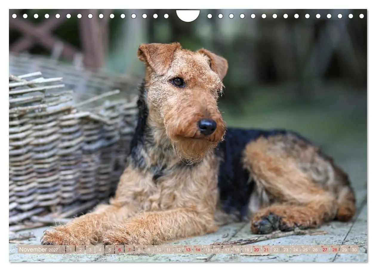 Bild: 9783594391198 | Welsh Terrier - treue Gefährten und vielseitige Jäger (Wandkalender...