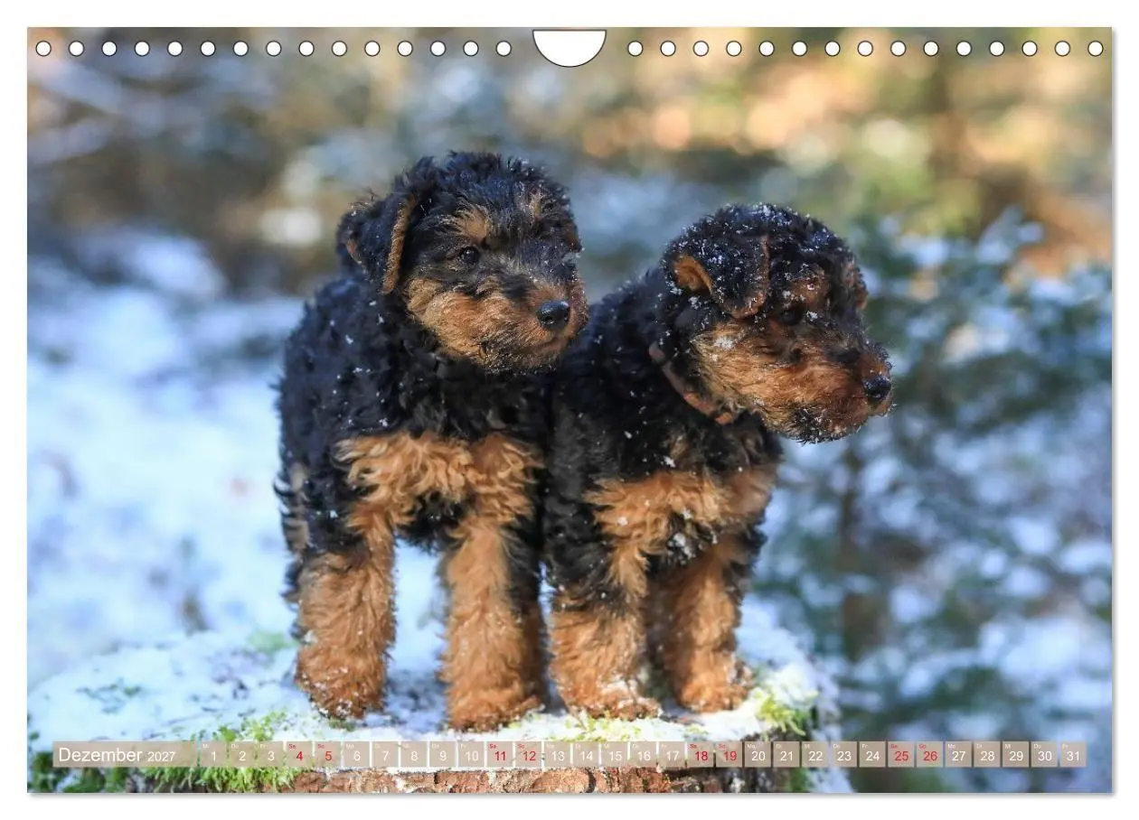 Bild: 9783594391198 | Welsh Terrier - treue Gefährten und vielseitige Jäger (Wandkalender...