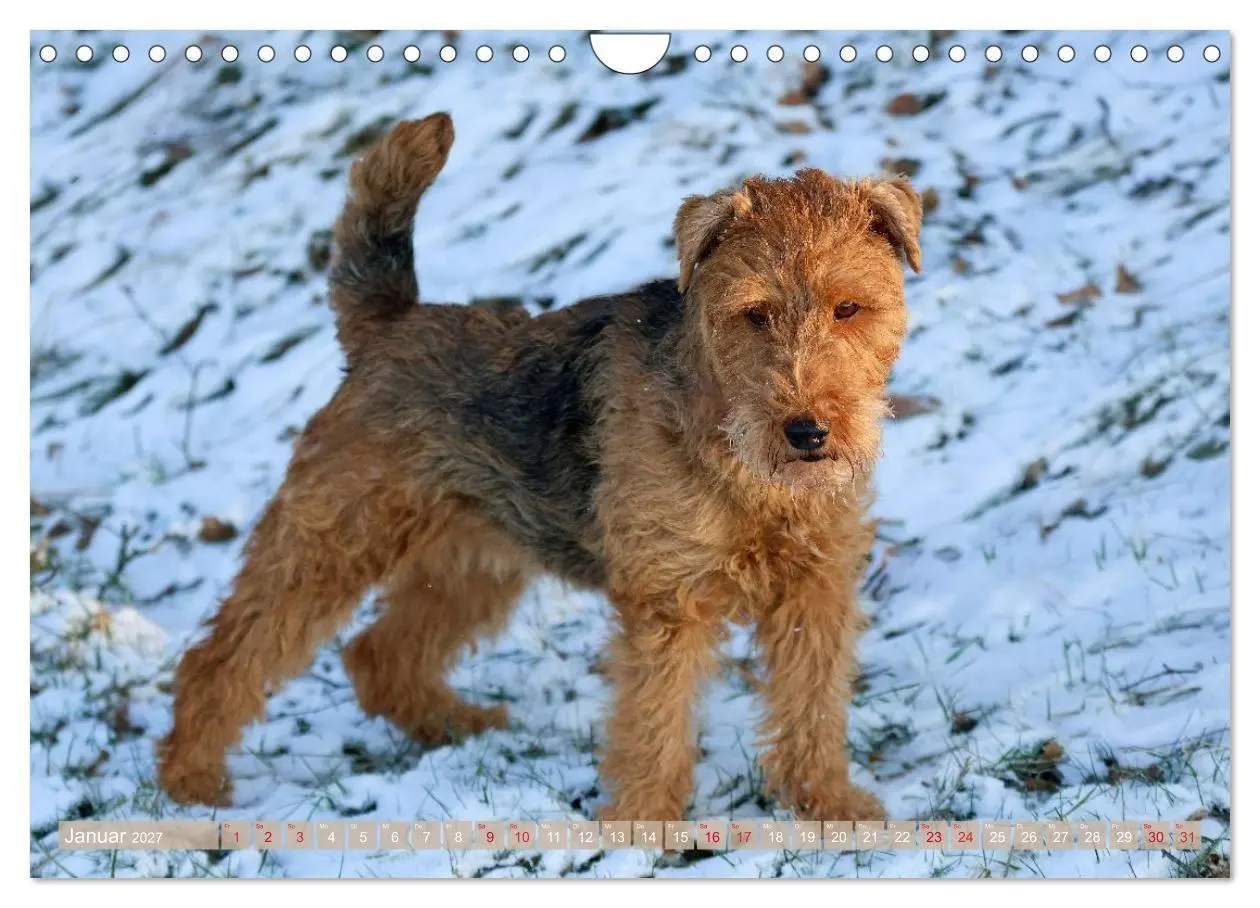 Bild: 9783594391198 | Welsh Terrier - treue Gefährten und vielseitige Jäger (Wandkalender...