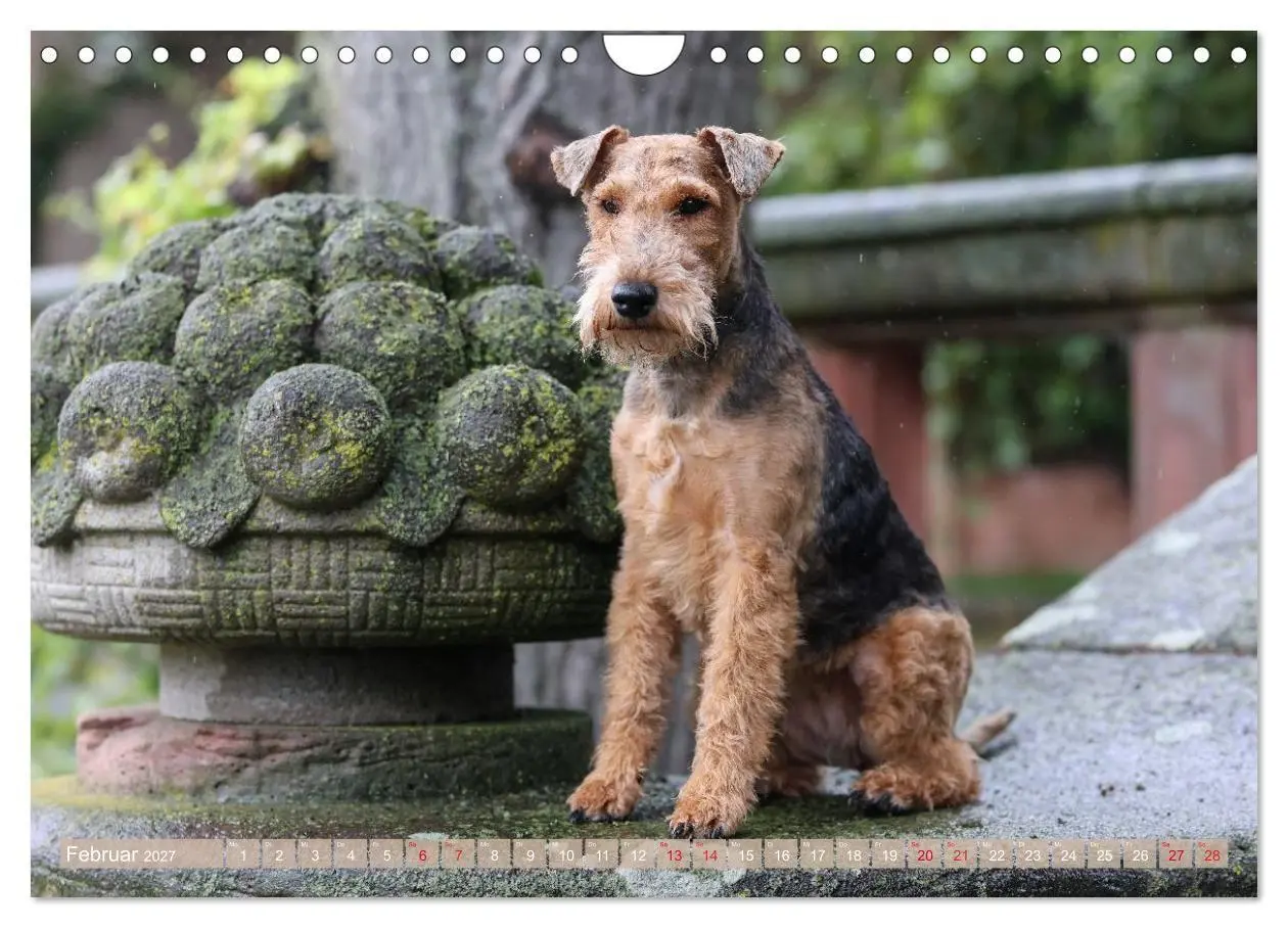 Bild: 9783594391198 | Welsh Terrier - treue Gefährten und vielseitige Jäger (Wandkalender...