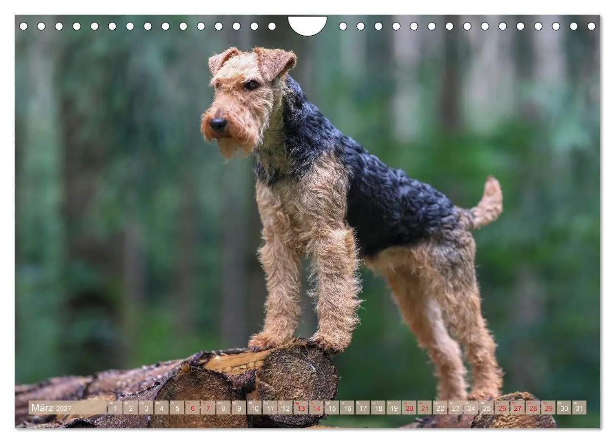Bild: 9783594391198 | Welsh Terrier - treue Gefährten und vielseitige Jäger (Wandkalender...