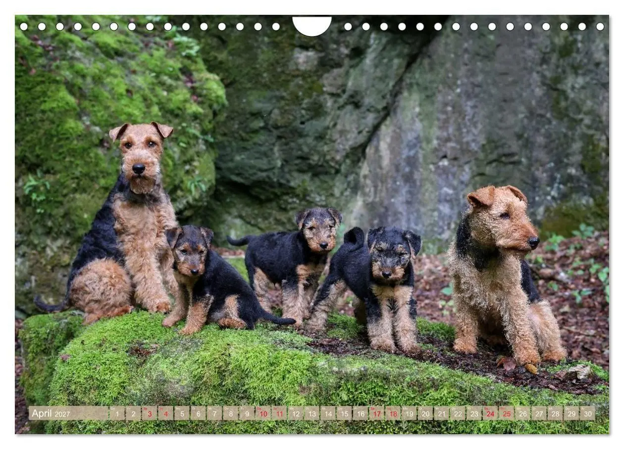 Bild: 9783594391198 | Welsh Terrier - treue Gefährten und vielseitige Jäger (Wandkalender...