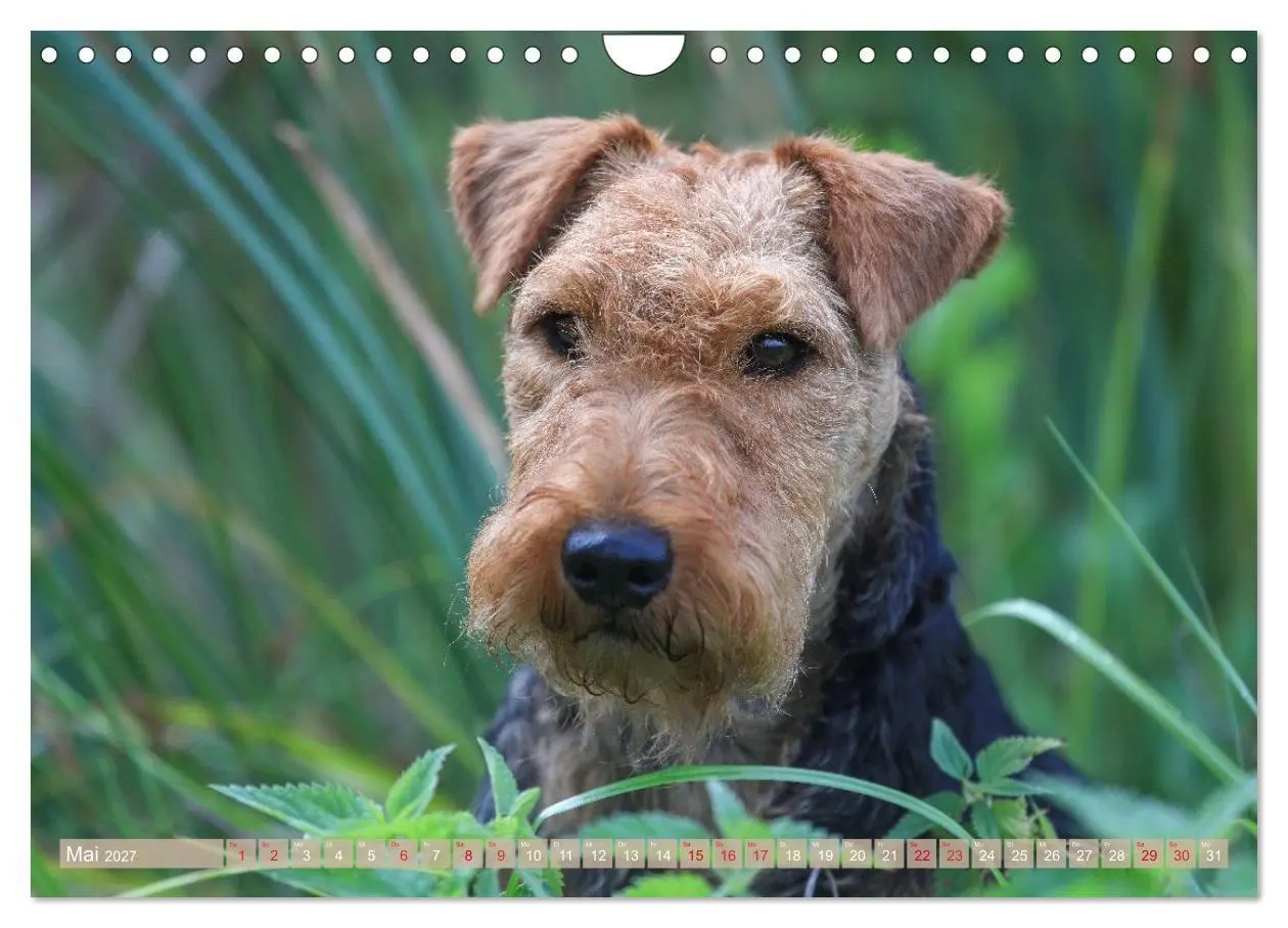 Bild: 9783594391198 | Welsh Terrier - treue Gefährten und vielseitige Jäger (Wandkalender...