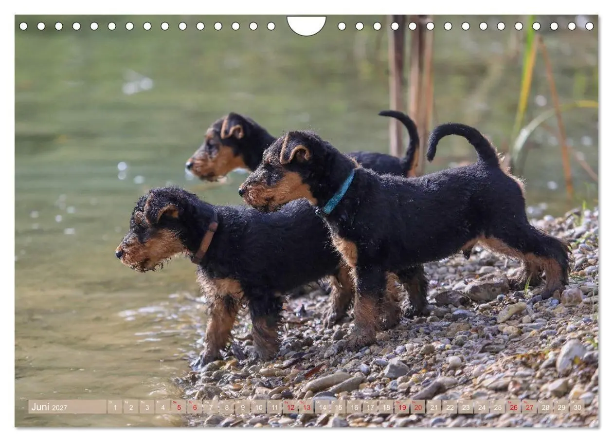 Bild: 9783594391198 | Welsh Terrier - treue Gefährten und vielseitige Jäger (Wandkalender...