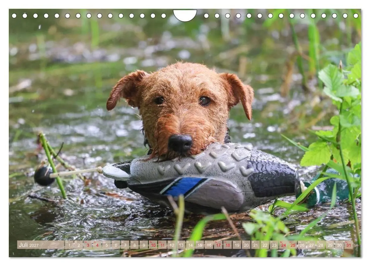Bild: 9783594391198 | Welsh Terrier - treue Gefährten und vielseitige Jäger (Wandkalender...