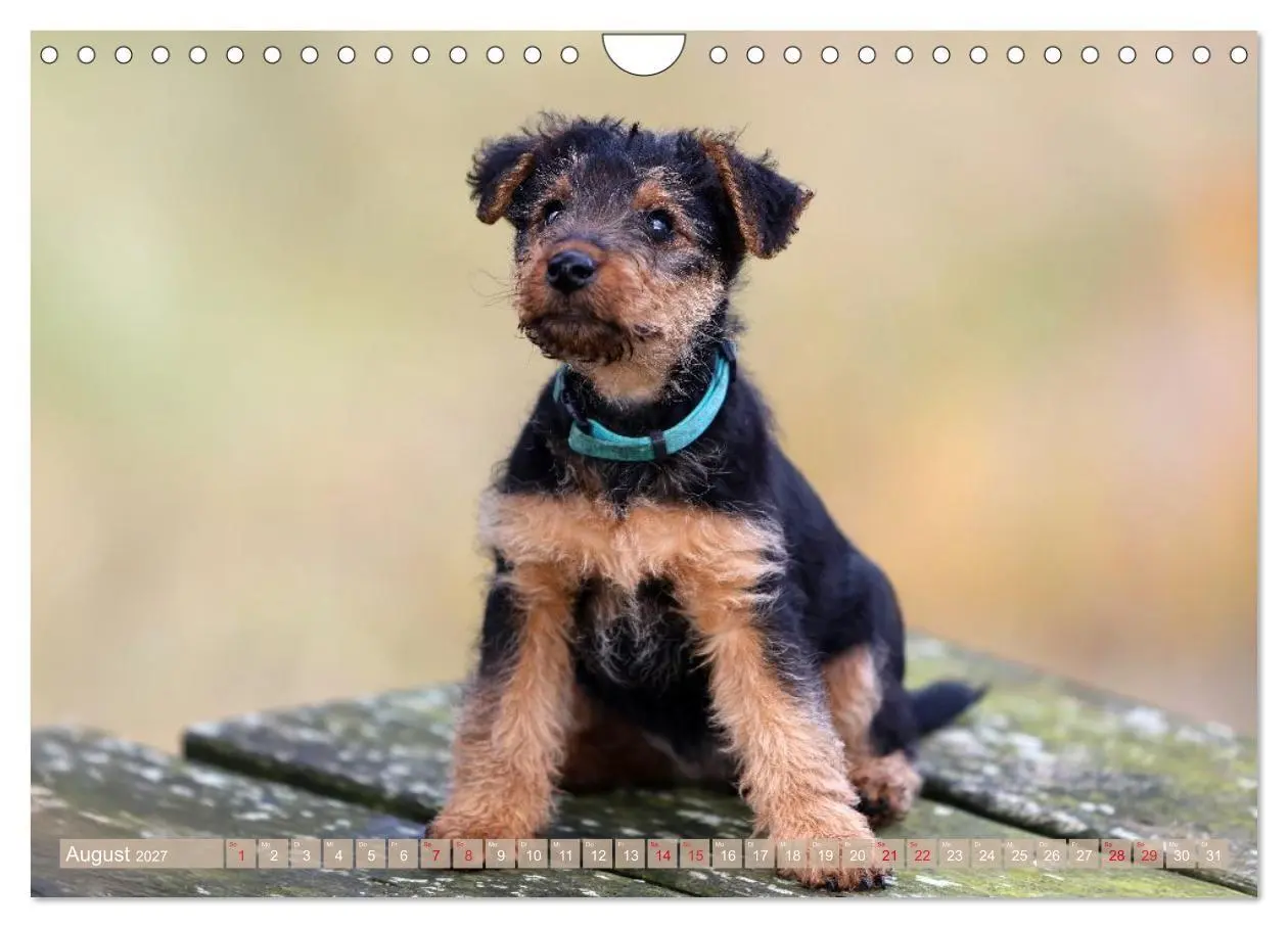 Bild: 9783594391198 | Welsh Terrier - treue Gefährten und vielseitige Jäger (Wandkalender...