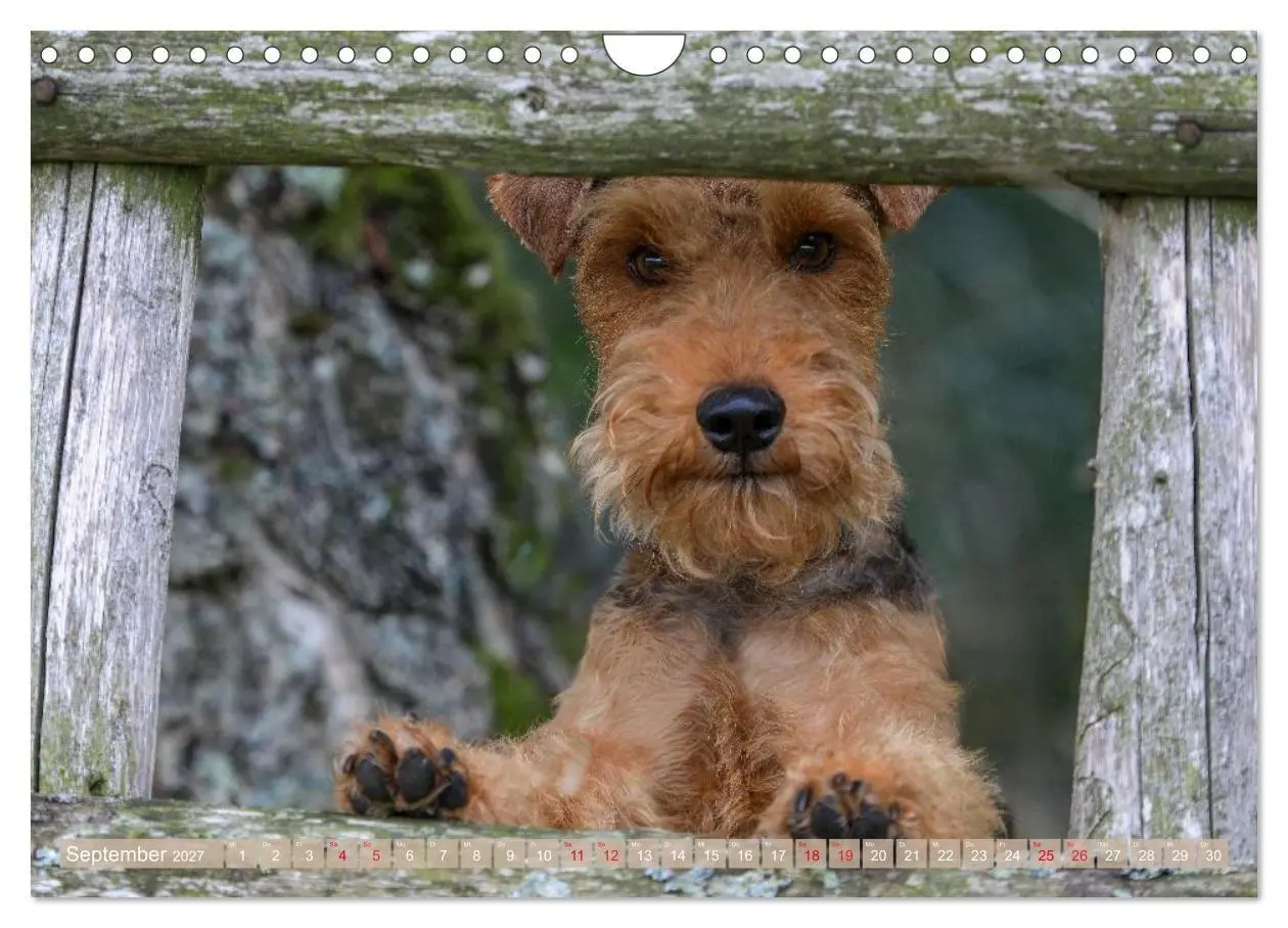Bild: 9783594391198 | Welsh Terrier - treue Gefährten und vielseitige Jäger (Wandkalender...