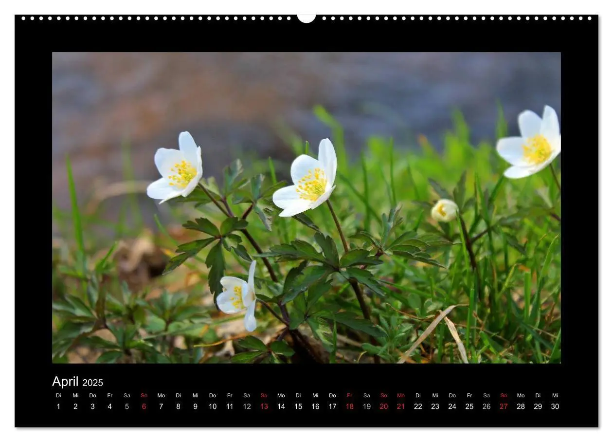 Bild: 9783435731398 | Landschaft Teufelsmoor / 2025 (Wandkalender 2025 DIN A2 quer),...