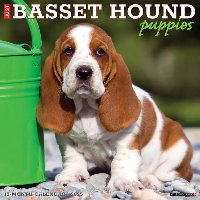 Cover: 9781549241598 | Just Basset Hound Puppies 2025 12 X 12 Wall Calendar | Press | 2025