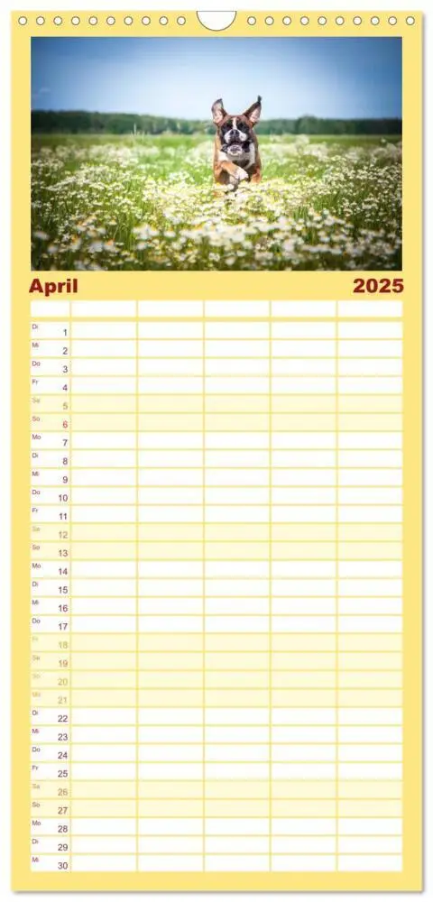 Bild: 9783457111598 | Familienplaner 2025 - Deutscher Boxer mit 5 Spalten (Wandkalender,...