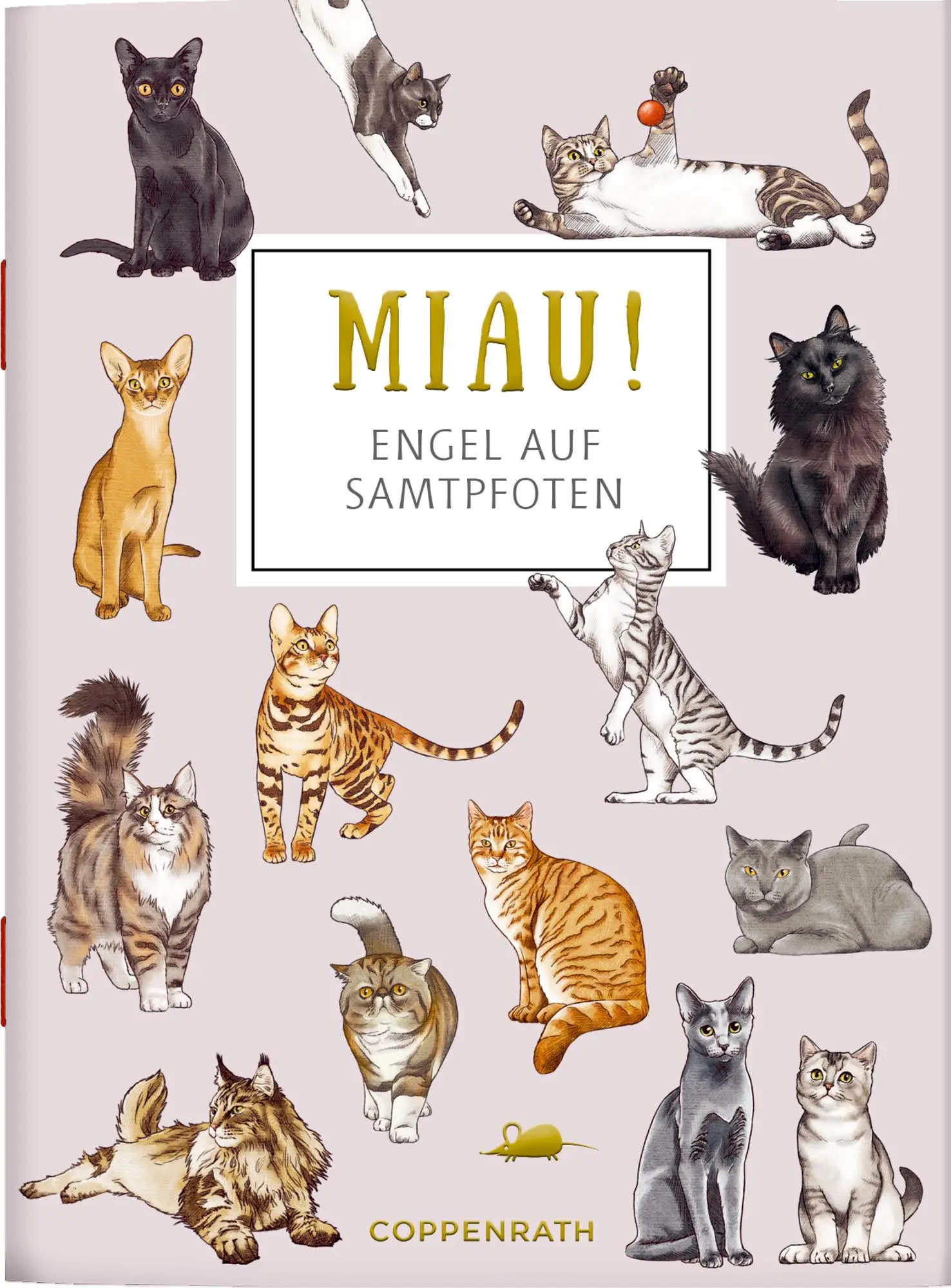 Cover: 9783649651598 | MIAU! - Engel auf Samtpfoten | Julia Gerigk | Taschenbuch | 20 S.