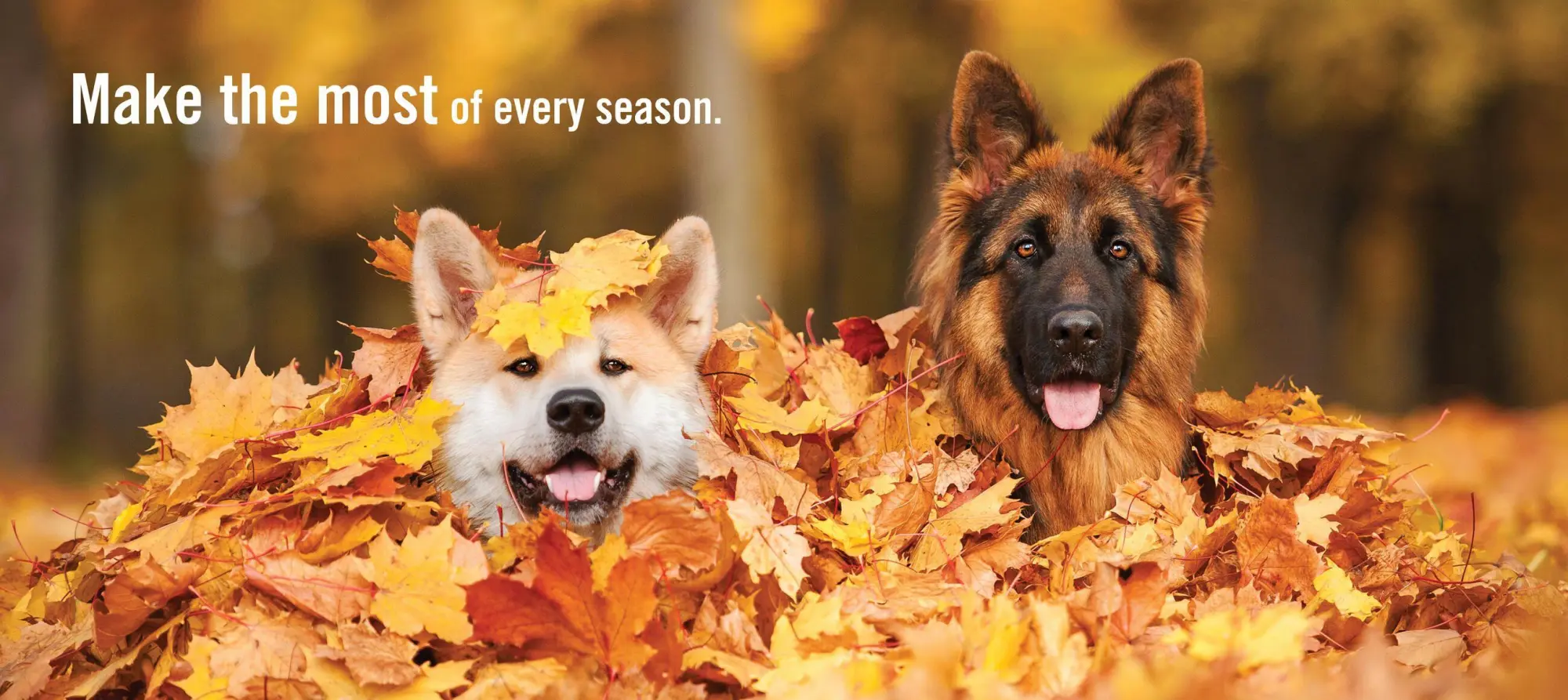 Bild: 9780761181798 | Really Important Stuff My Dog Has Taught Me | Cynthia L Copeland