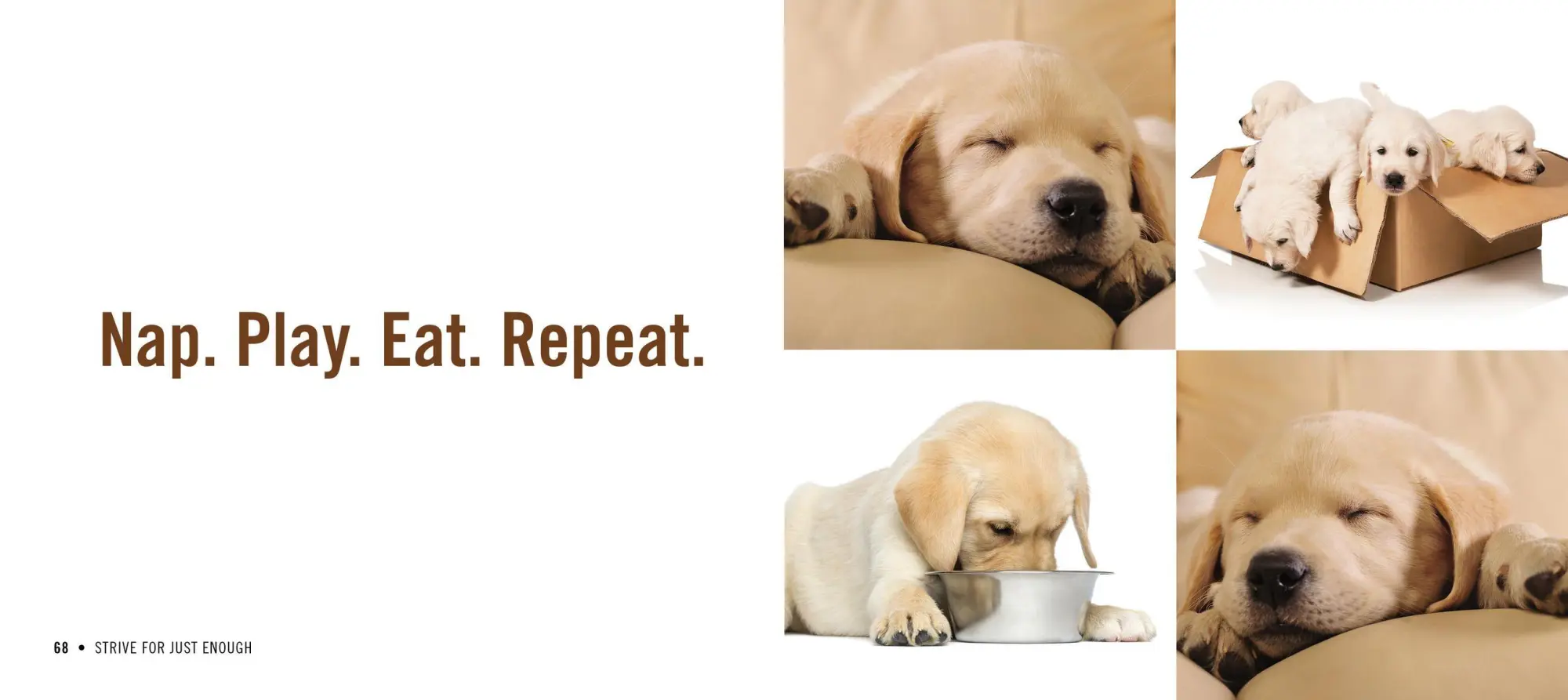 Bild: 9780761181798 | Really Important Stuff My Dog Has Taught Me | Cynthia L Copeland