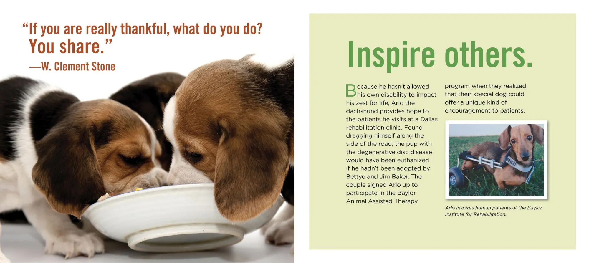 Bild: 9780761181798 | Really Important Stuff My Dog Has Taught Me | Cynthia L Copeland