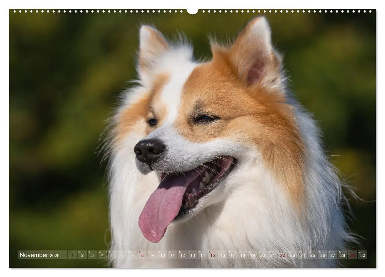 Bild: 9783457711798 | Islandhunde im Portrait (hochwertiger Premium Wandkalender 2026 DIN...