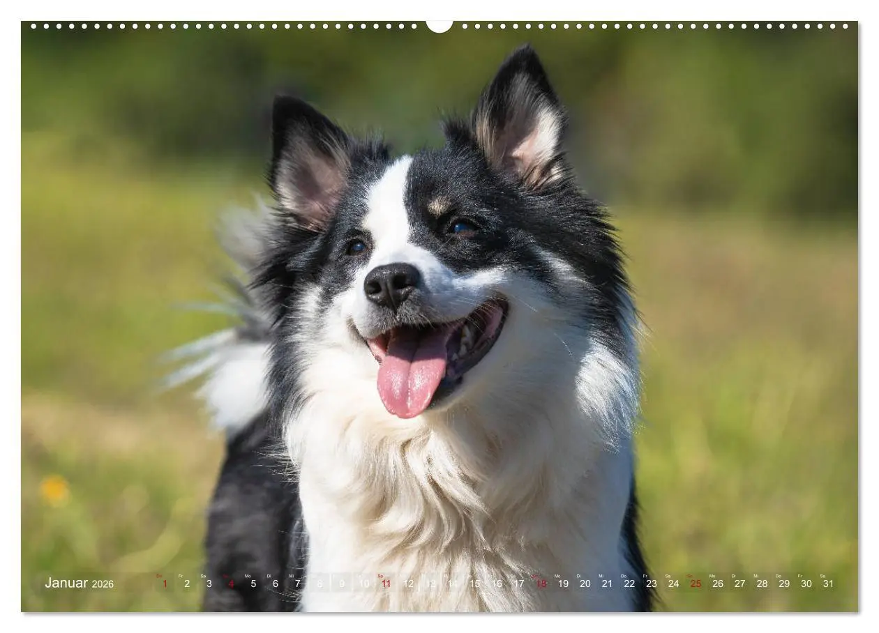 Bild: 9783457711798 | Islandhunde im Portrait (hochwertiger Premium Wandkalender 2026 DIN...