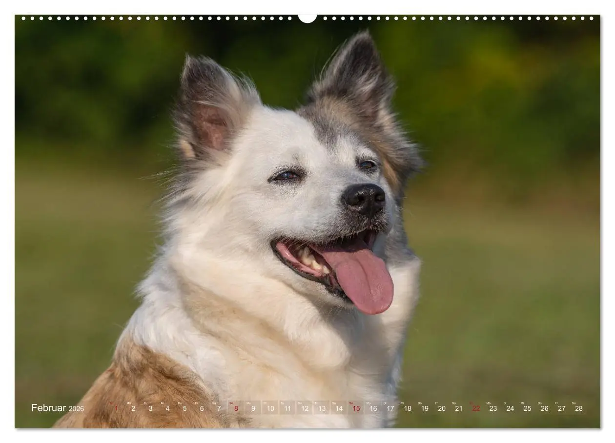 Bild: 9783457711798 | Islandhunde im Portrait (hochwertiger Premium Wandkalender 2026 DIN...