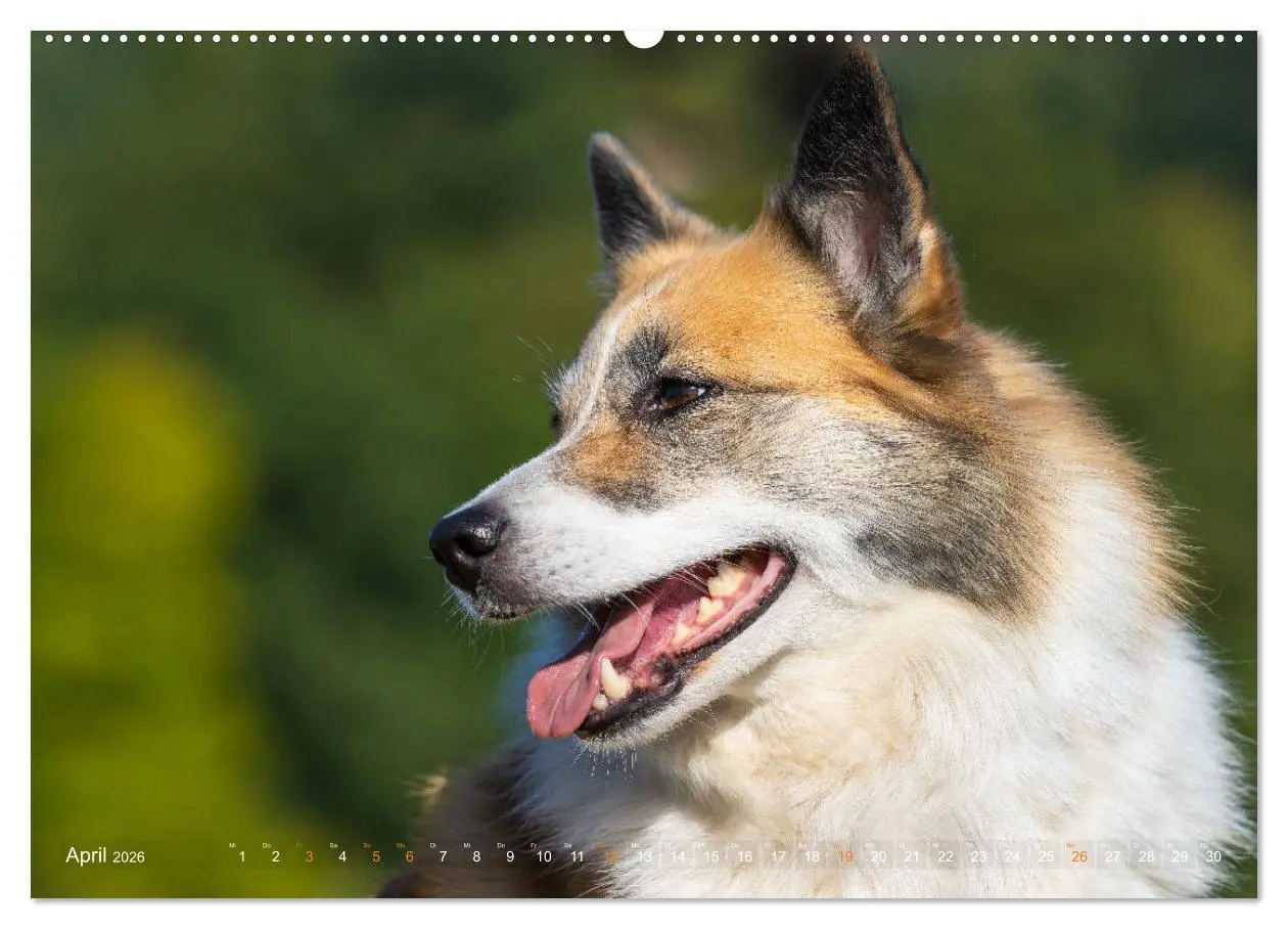 Bild: 9783457711798 | Islandhunde im Portrait (hochwertiger Premium Wandkalender 2026 DIN...