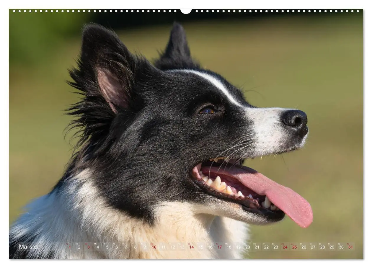 Bild: 9783457711798 | Islandhunde im Portrait (hochwertiger Premium Wandkalender 2026 DIN...