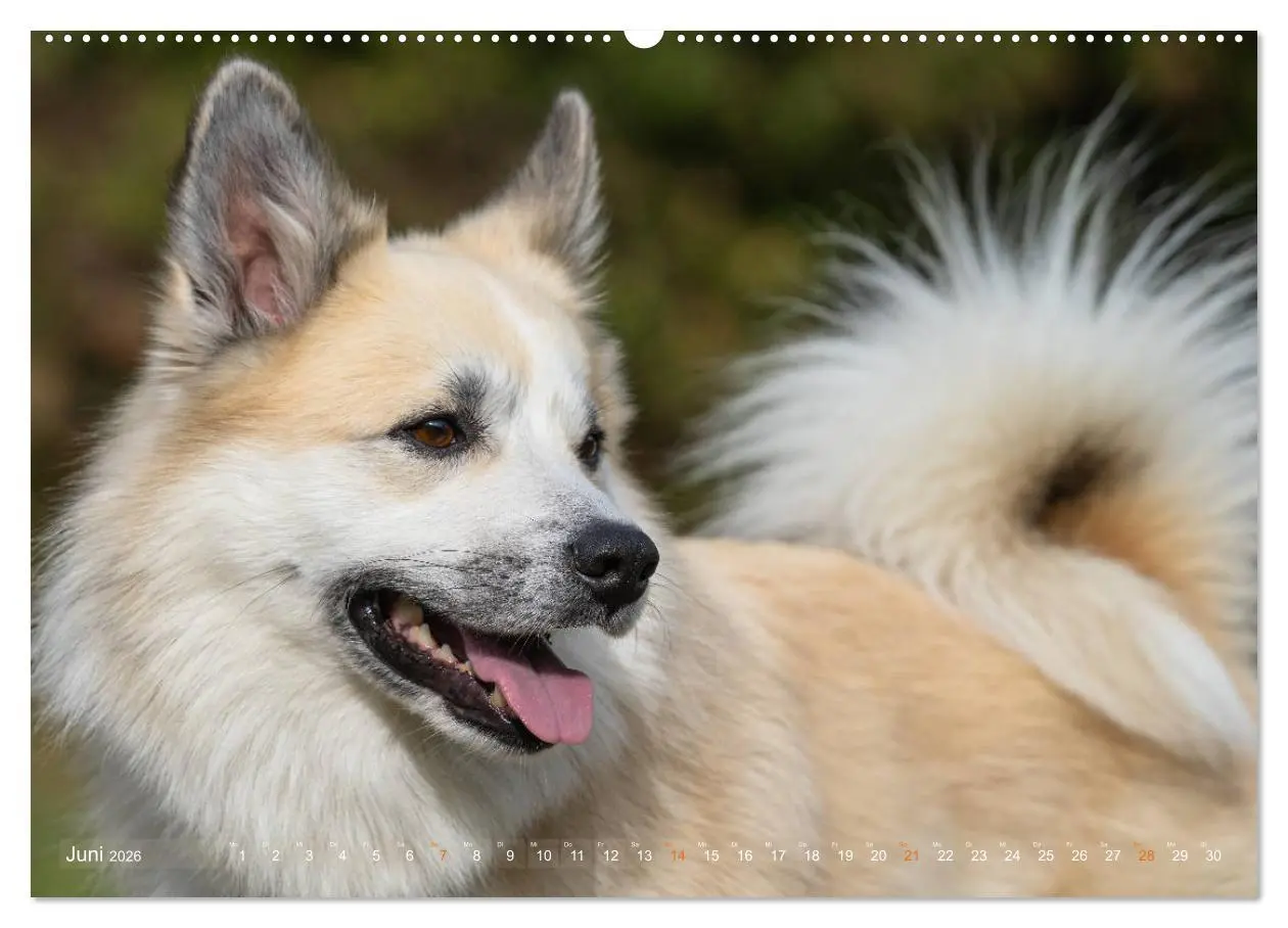 Bild: 9783457711798 | Islandhunde im Portrait (hochwertiger Premium Wandkalender 2026 DIN...