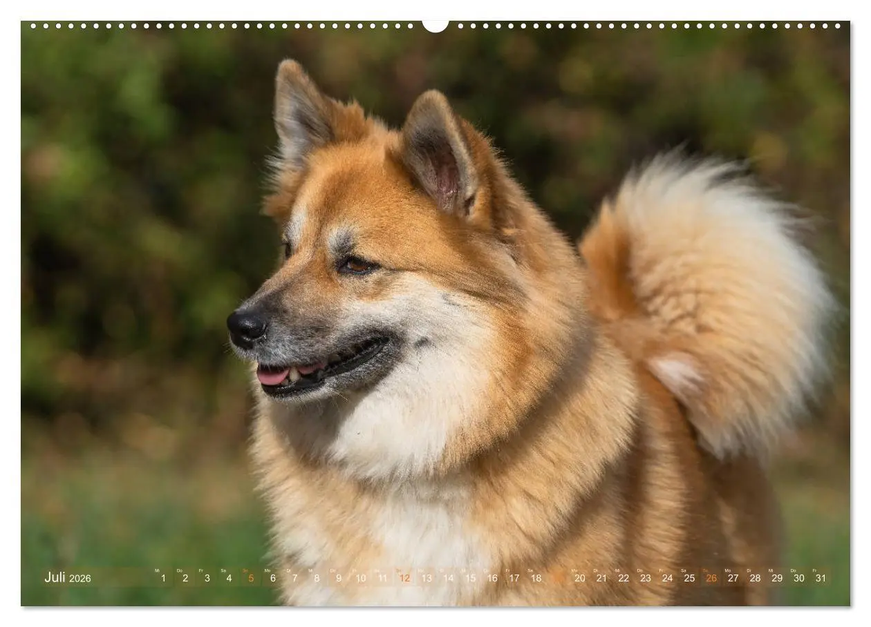 Bild: 9783457711798 | Islandhunde im Portrait (hochwertiger Premium Wandkalender 2026 DIN...