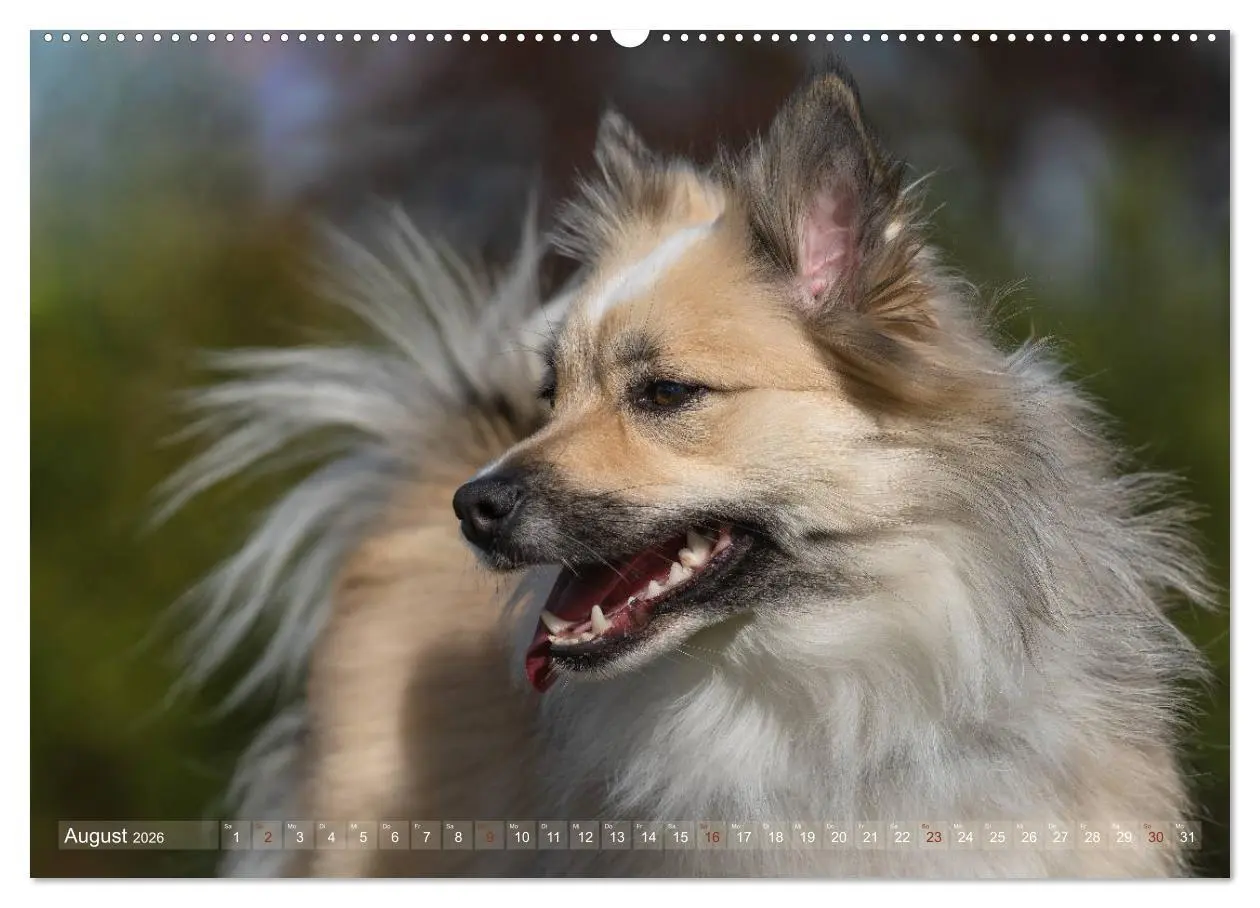 Bild: 9783457711798 | Islandhunde im Portrait (hochwertiger Premium Wandkalender 2026 DIN...