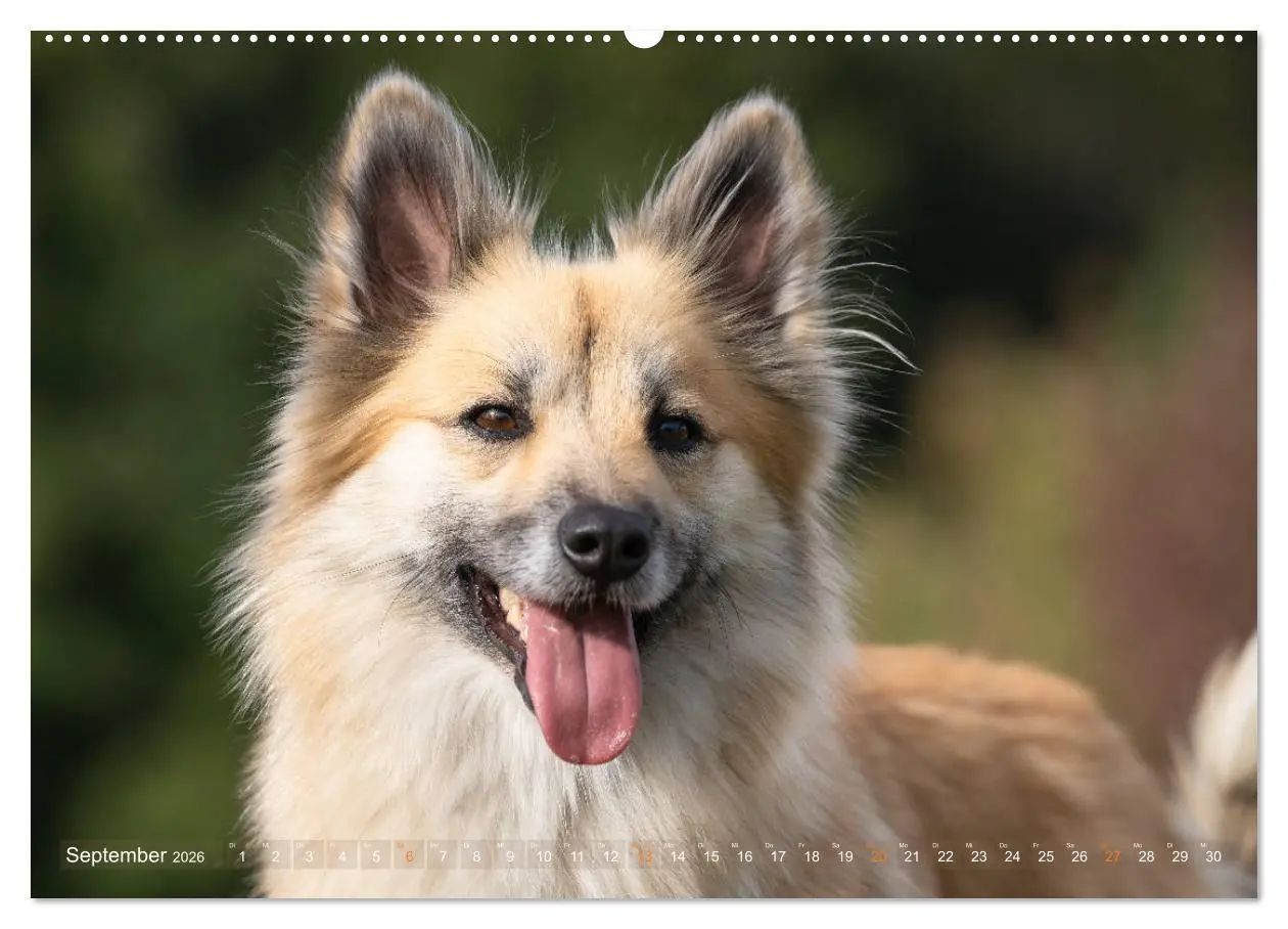 Bild: 9783457711798 | Islandhunde im Portrait (hochwertiger Premium Wandkalender 2026 DIN...