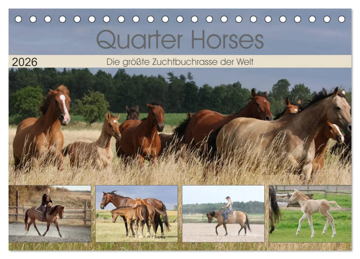 Cover: 9783457881798 | Quarter Horses - Die größte Zuchtbuchrasse der Welt (Tischkalender...