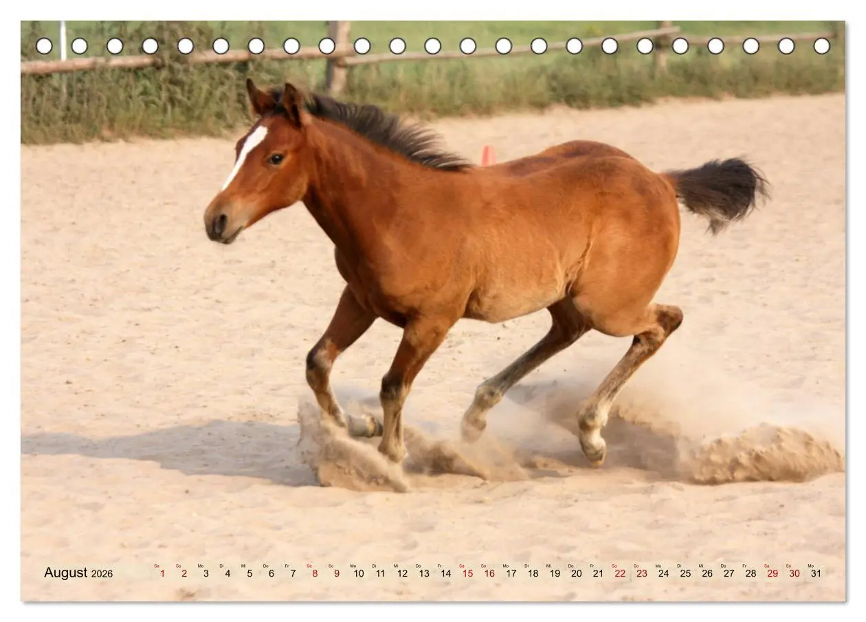 Bild: 9783457881798 | Quarter Horses - Die größte Zuchtbuchrasse der Welt (Tischkalender...