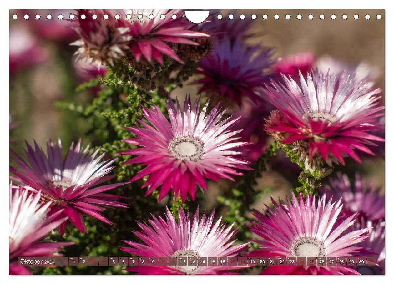 Bild: 9783457871898 | Fynbos - Die einzigartige Flora Südafrikas (Wandkalender 2026 DIN...