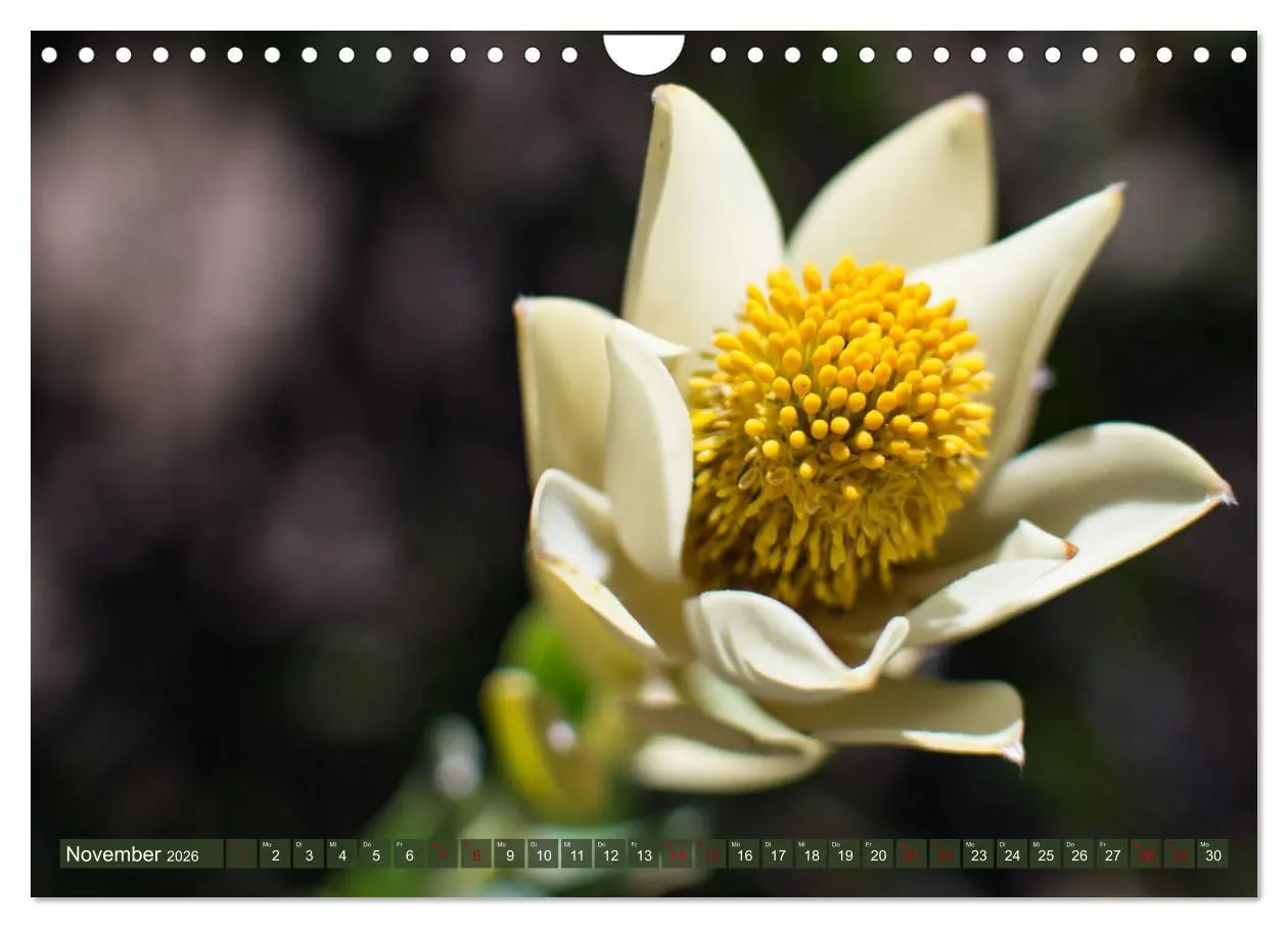 Bild: 9783457871898 | Fynbos - Die einzigartige Flora Südafrikas (Wandkalender 2026 DIN...