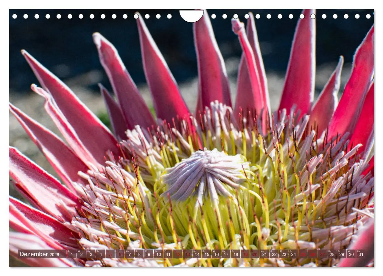 Bild: 9783457871898 | Fynbos - Die einzigartige Flora Südafrikas (Wandkalender 2026 DIN...