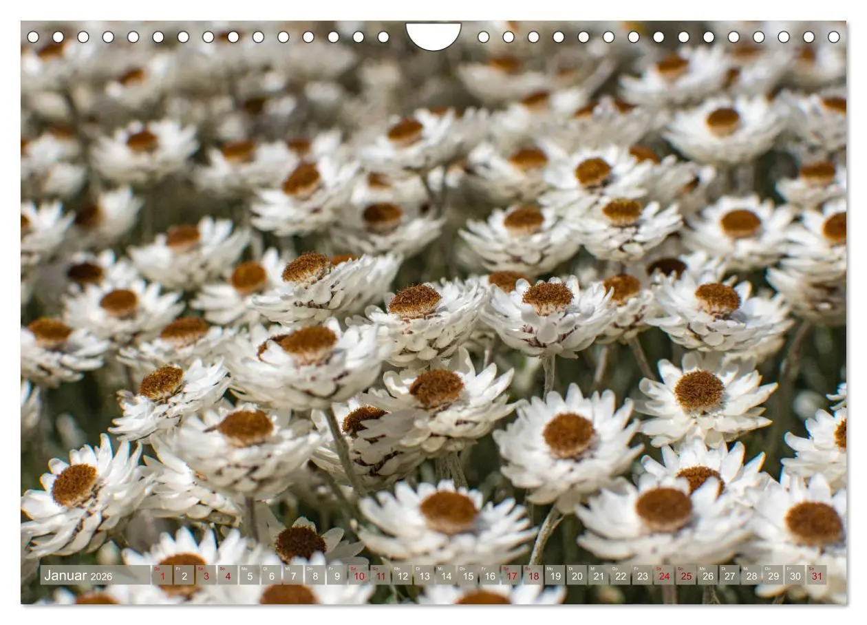 Bild: 9783457871898 | Fynbos - Die einzigartige Flora Südafrikas (Wandkalender 2026 DIN...