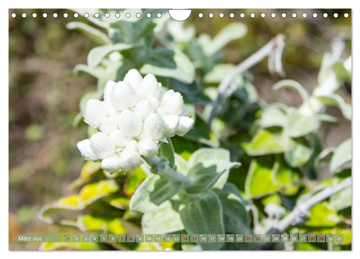 Bild: 9783457871898 | Fynbos - Die einzigartige Flora Südafrikas (Wandkalender 2026 DIN...