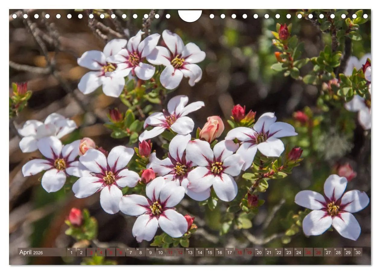 Bild: 9783457871898 | Fynbos - Die einzigartige Flora Südafrikas (Wandkalender 2026 DIN...