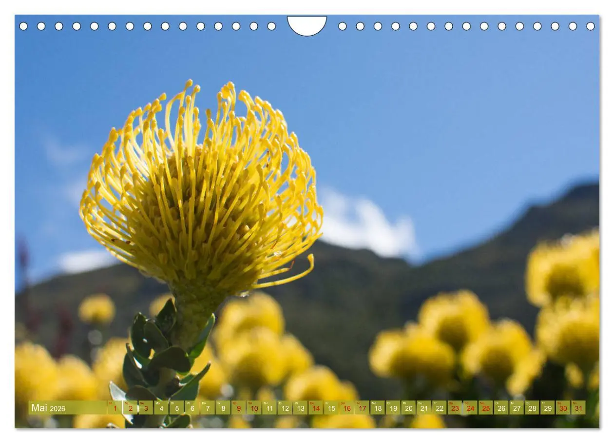 Bild: 9783457871898 | Fynbos - Die einzigartige Flora Südafrikas (Wandkalender 2026 DIN...